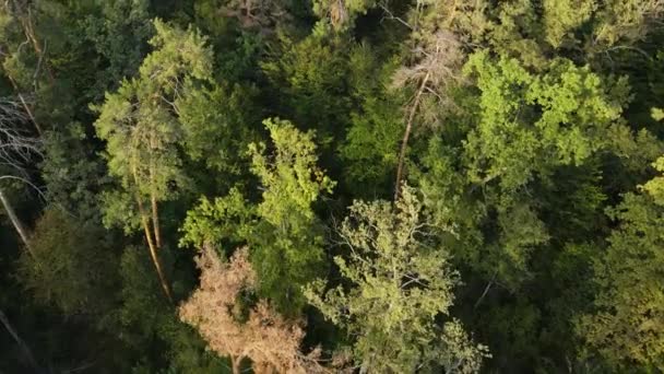 Träd i skogen flygfoto. Långsamma rörelser — Stockvideo