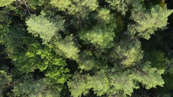 Árvores na vista aérea da floresta. Movimento lento — Vídeo de Stock