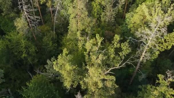 Träd i skogen flygfoto. Långsamma rörelser — Stockvideo