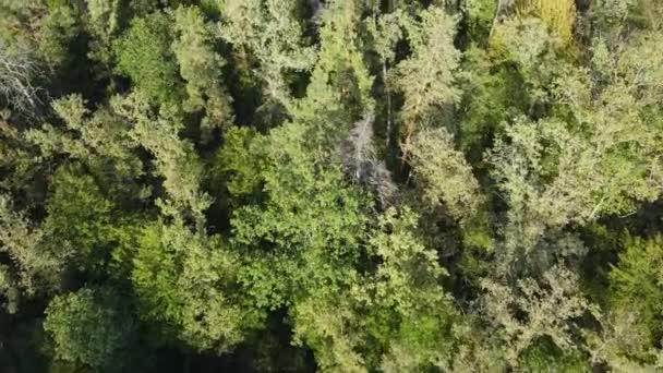 Alberi nella foresta vista aerea. Rallentatore — Video Stock