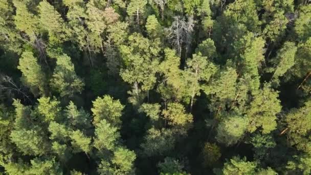 Árvores na vista aérea da floresta. Movimento lento — Vídeo de Stock