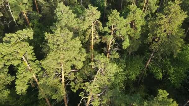 Bäume im Wald Luftaufnahme. Zeitlupe — Stockvideo