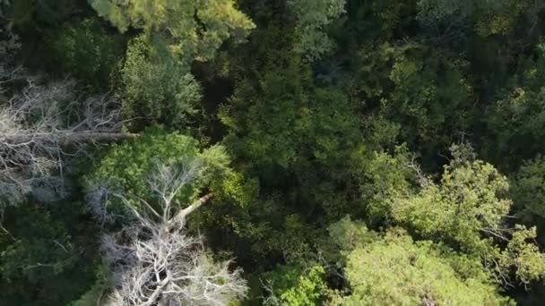 Träd i skogen flygfoto. Långsamma rörelser — Stockvideo