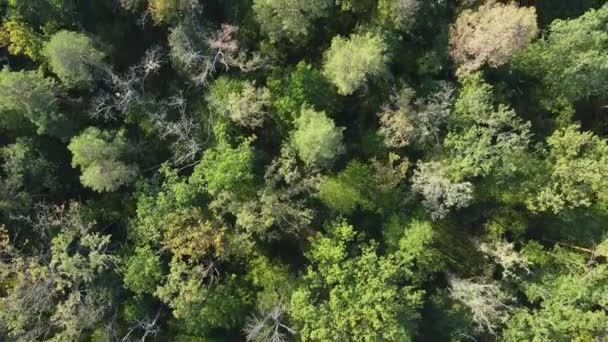 Árvores na vista aérea da floresta. Movimento lento — Vídeo de Stock