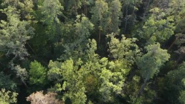 Orman manzaralı ağaçlar. Yavaş çekim