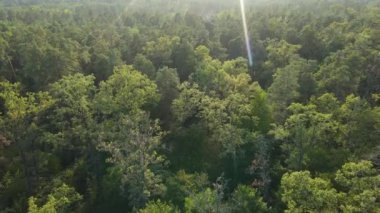 Orman manzaralı ağaçlar. Yavaş çekim