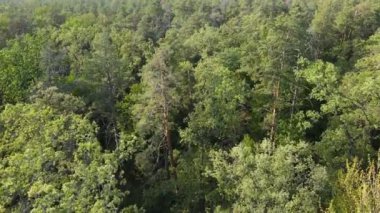 Orman manzaralı ağaçlar. Yavaş çekim