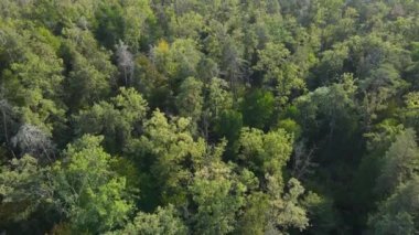 Orman manzaralı ağaçlar. Yavaş çekim