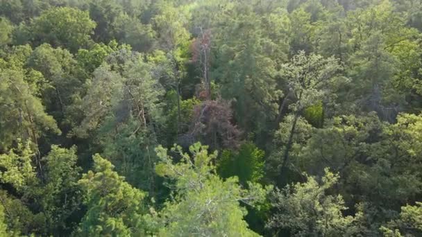 Arbres dans la forêt vue aérienne. Mouvement lent