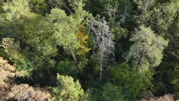 Träd i skogen flygfoto. Långsamma rörelser — Stockvideo