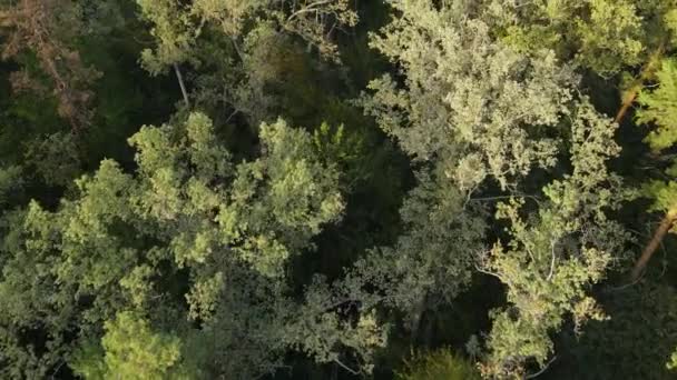 Bäume im Wald Luftaufnahme. Zeitlupe — Stockvideo