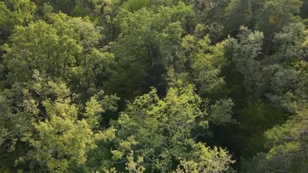Alberi nella foresta vista aerea. Rallentatore — Video Stock