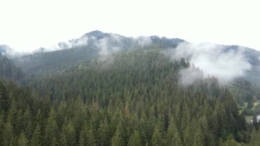 Dağlar sisli ağır çekimde. Sonbaharda Karpat Dağları 'nın havadan görünüşü. Ukrayna
