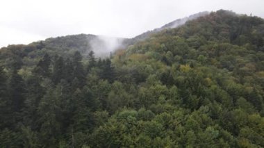 Dağlardaki ağaçlar yavaş çekimde. Sonbaharda Karpat Dağları 'nın havadan görünüşü. Ukrayna