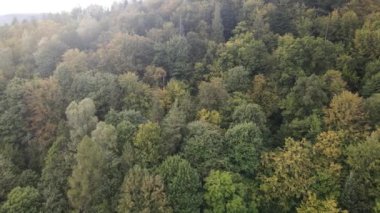 Dağlardaki ağaçlar yavaş çekimde. Sonbaharda Karpat Dağları 'nın havadan görünüşü. Ukrayna