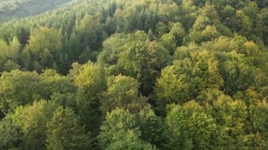 Dağlardaki ağaçlar yavaş çekimde. Sonbaharda Karpat Dağları 'nın havadan görünüşü. Ukrayna