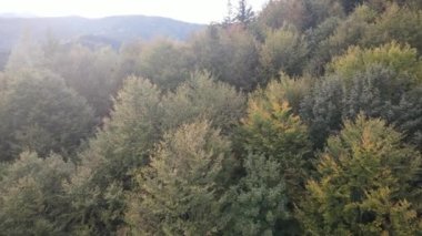 Dağlardaki ağaçlar yavaş çekimde. Sonbaharda Karpat Dağları 'nın havadan görünüşü. Ukrayna