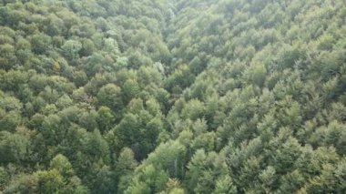 Dağlardaki ağaçlar yavaş çekimde. Sonbaharda Karpat Dağları 'nın havadan görünüşü. Ukrayna