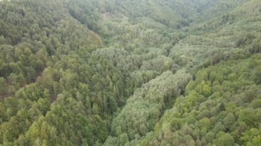 Dağlardaki ağaçlar yavaş çekimde. Sonbaharda Karpat Dağları 'nın havadan görünüşü. Ukrayna