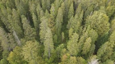 Dağlardaki ağaçlar yavaş çekimde. Sonbaharda Karpat Dağları 'nın havadan görünüşü. Ukrayna
