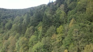 Dağlardaki ağaçlar yavaş çekimde. Sonbaharda Karpat Dağları 'nın havadan görünüşü. Ukrayna