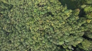 Dağlardaki ağaçlar yavaş çekimde. Sonbaharda Karpat Dağları 'nın havadan görünüşü. Ukrayna