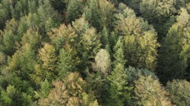 Dağlardaki ağaçlar yavaş çekimde. Sonbaharda Karpat Dağları 'nın havadan görünüşü. Ukrayna