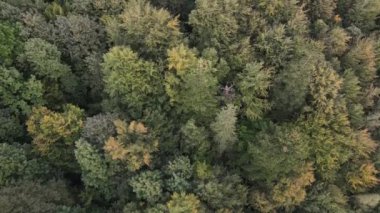 Dağlardaki ağaçlar yavaş çekimde. Sonbaharda Karpat Dağları 'nın havadan görünüşü. Ukrayna