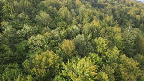 Träd i bergen slow motion. Flygfoto över Karpaterna på hösten. Ukraina — Stockvideo