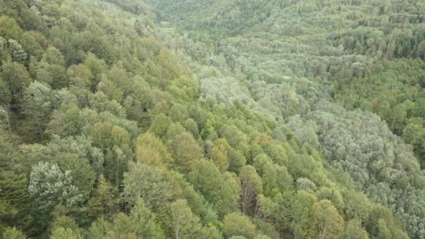 Деревья в горах замедленного движения. Вид с воздуха на Карпаты осенью. Украина — стоковое видео