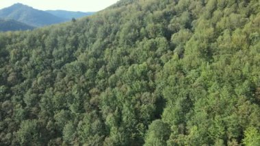 Dağlardaki ağaçlar yavaş çekimde. Sonbaharda Karpat Dağları 'nın havadan görünüşü. Ukrayna