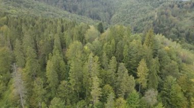 Dağlardaki ağaçlar yavaş çekimde. Sonbaharda Karpat Dağları 'nın havadan görünüşü. Ukrayna