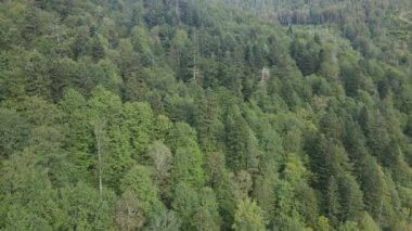 Dağlardaki ağaçlar yavaş çekimde. Sonbaharda Karpat Dağları 'nın havadan görünüşü. Ukrayna