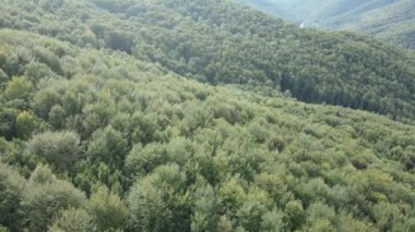 Dağlardaki ağaçlar yavaş çekimde. Sonbaharda Karpat Dağları 'nın havadan görünüşü. Ukrayna