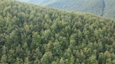 Dağlardaki ağaçlar yavaş çekimde. Sonbaharda Karpat Dağları 'nın havadan görünüşü. Ukrayna