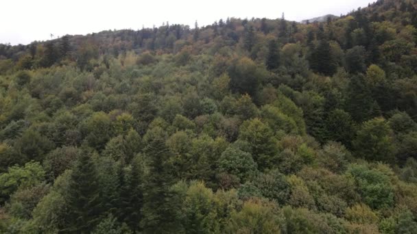 Alberi in montagna al rallentatore. Veduta aerea dei Carpazi in autunno. Ucraina — Video Stock