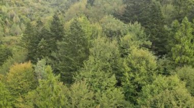 Dağlardaki ağaçlar yavaş çekimde. Sonbaharda Karpat Dağları 'nın havadan görünüşü. Ukrayna