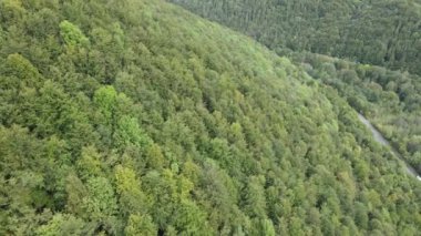 Dağlardaki ağaçlar yavaş çekimde. Sonbaharda Karpat Dağları 'nın havadan görünüşü. Ukrayna