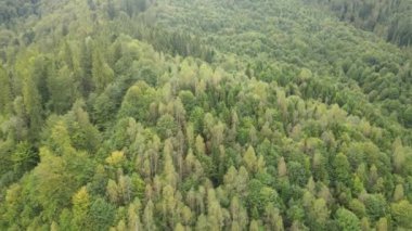 Dağlardaki ağaçlar yavaş çekimde. Sonbaharda Karpat Dağları 'nın havadan görünüşü. Ukrayna