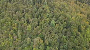 Dağlardaki ağaçlar yavaş çekimde. Sonbaharda Karpat Dağları 'nın havadan görünüşü. Ukrayna