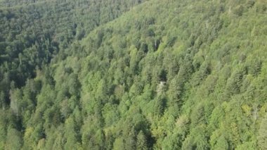 Dağlardaki ağaçlar yavaş çekimde. Sonbaharda Karpat Dağları 'nın havadan görünüşü. Ukrayna