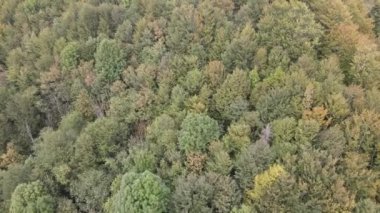 Dağlardaki ağaçlar yavaş çekimde. Sonbaharda Karpat Dağları 'nın havadan görünüşü. Ukrayna