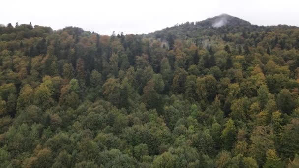 Träd i bergen slow motion. Flygfoto över Karpaterna på hösten. Ukraina — Stockvideo