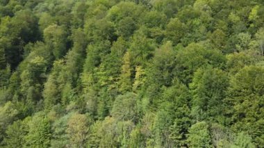 Dağlardaki ağaçlar yavaş çekimde. Sonbaharda Karpat Dağları 'nın havadan görünüşü. Ukrayna