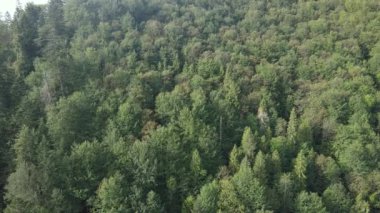 Dağlardaki ağaçlar yavaş çekimde. Sonbaharda Karpat Dağları 'nın havadan görünüşü. Ukrayna