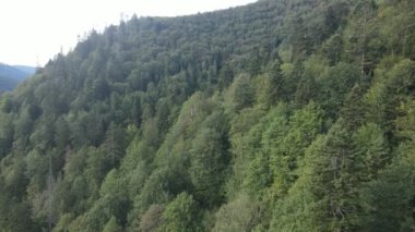 Dağlardaki ağaçlar yavaş çekimde. Sonbaharda Karpat Dağları 'nın havadan görünüşü. Ukrayna