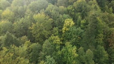 Dağlardaki ağaçlar yavaş çekimde. Sonbaharda Karpat Dağları 'nın havadan görünüşü. Ukrayna