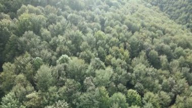 Dağlardaki ağaçlar yavaş çekimde. Sonbaharda Karpat Dağları 'nın havadan görünüşü. Ukrayna
