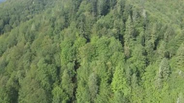 Dağlardaki ağaçlar yavaş çekimde. Sonbaharda Karpat Dağları 'nın havadan görünüşü. Ukrayna