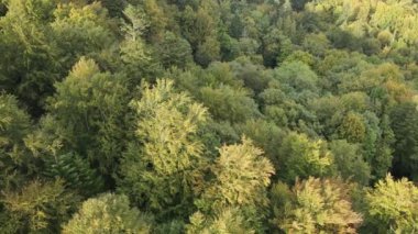 Dağlardaki ağaçlar yavaş çekimde. Sonbaharda Karpat Dağları 'nın havadan görünüşü. Ukrayna